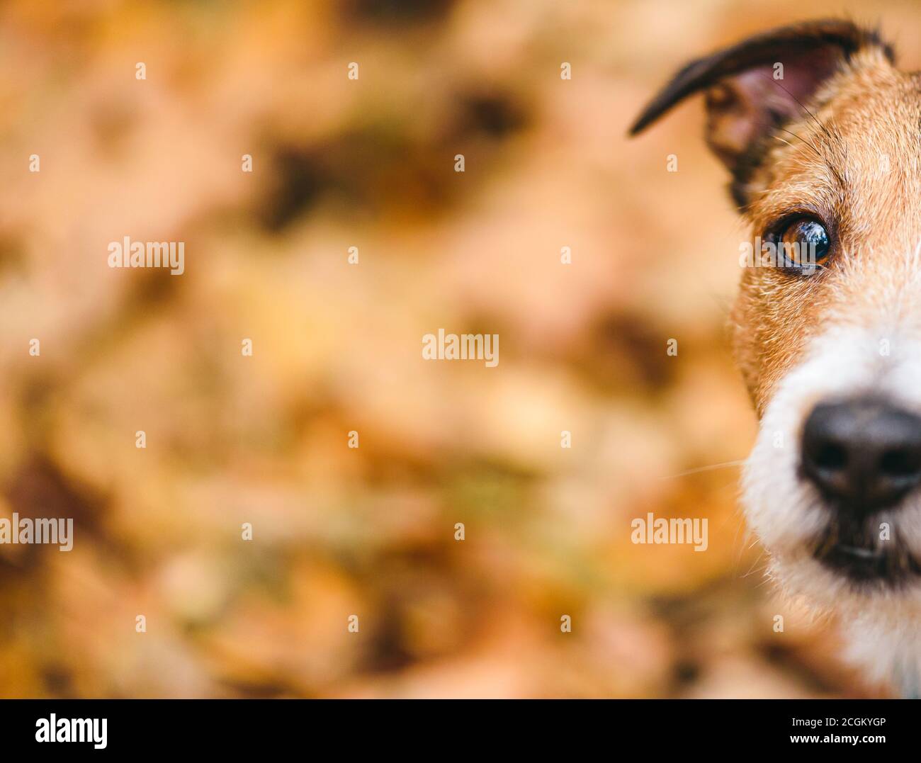 Concetto di stagione autunnale con il cane che guarda in macchina fotografica contro marrone sfondo di foglie cadute Foto Stock