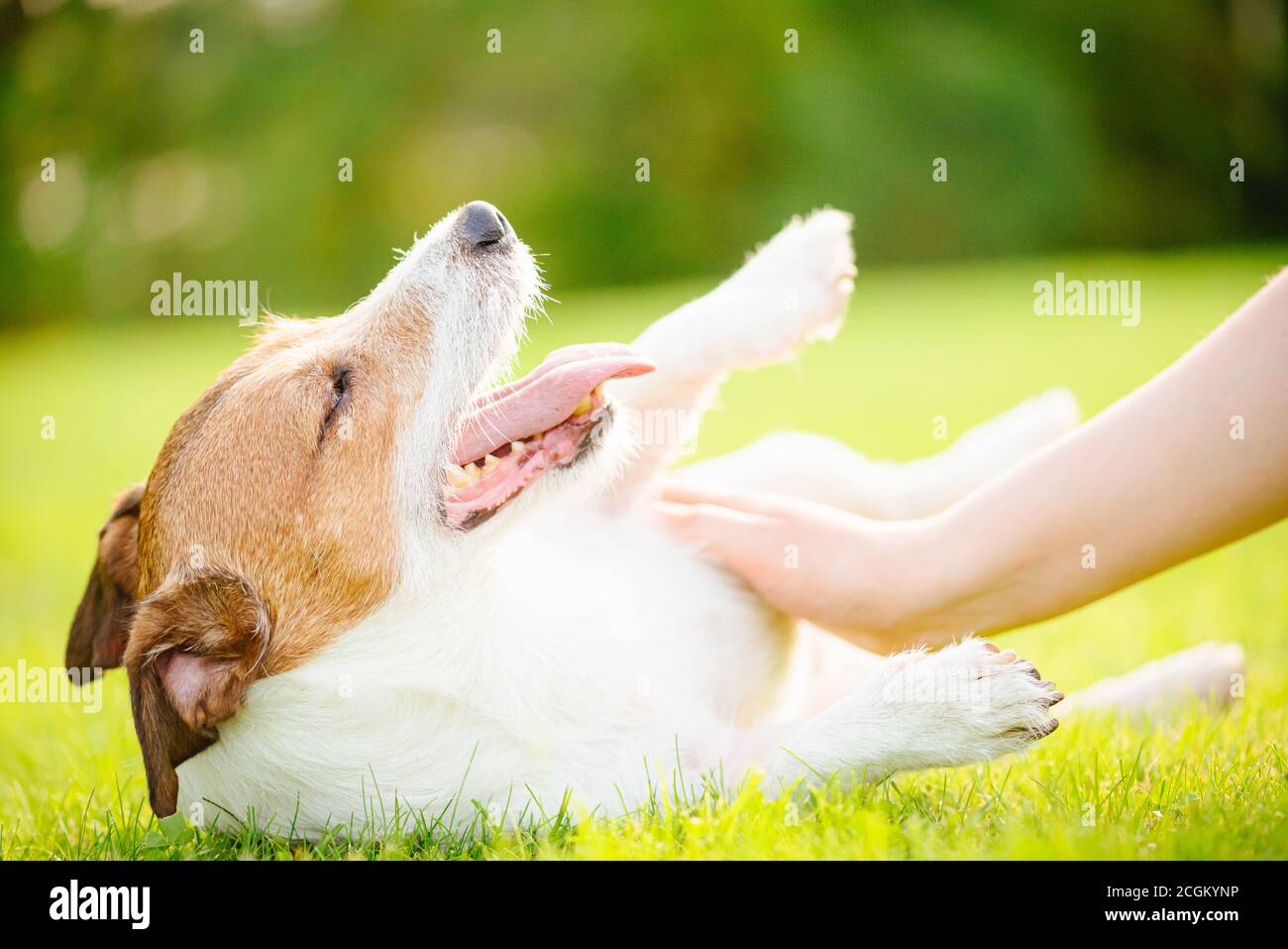 Concetto di amore e cura per gli animali domestici con mano femminile pattugliamento pancia cane Foto Stock