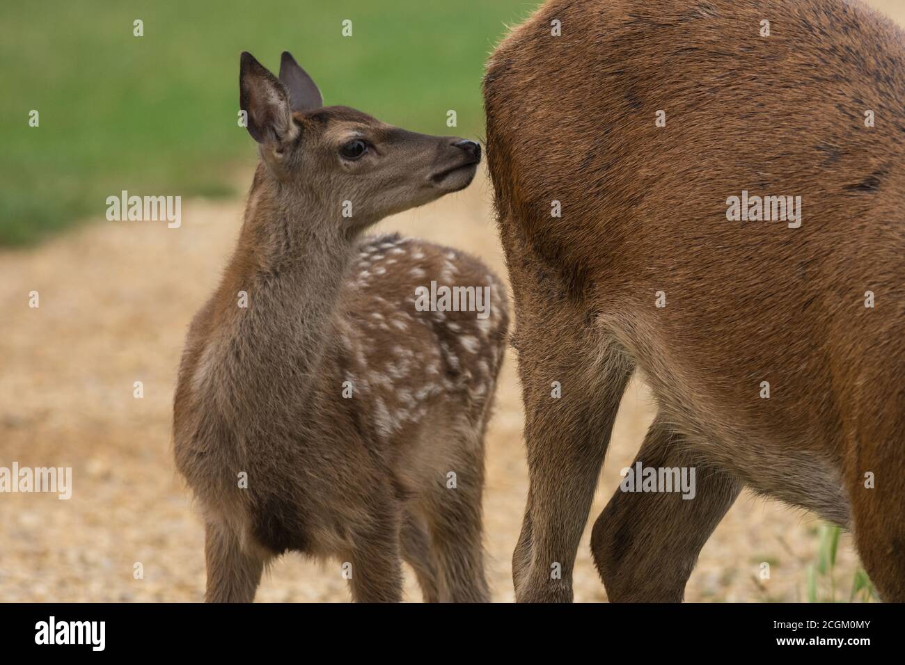 Red Deer Fawn con sua madre al Bushy Park di Londra Foto Stock