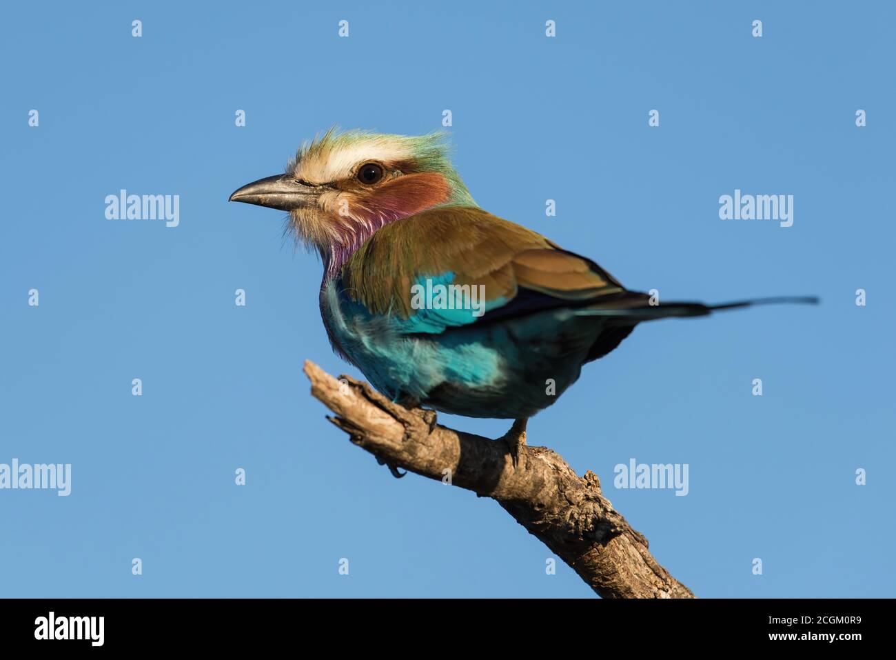 Il rullo tostato lilla è un uccello bello in Africa Foto Stock