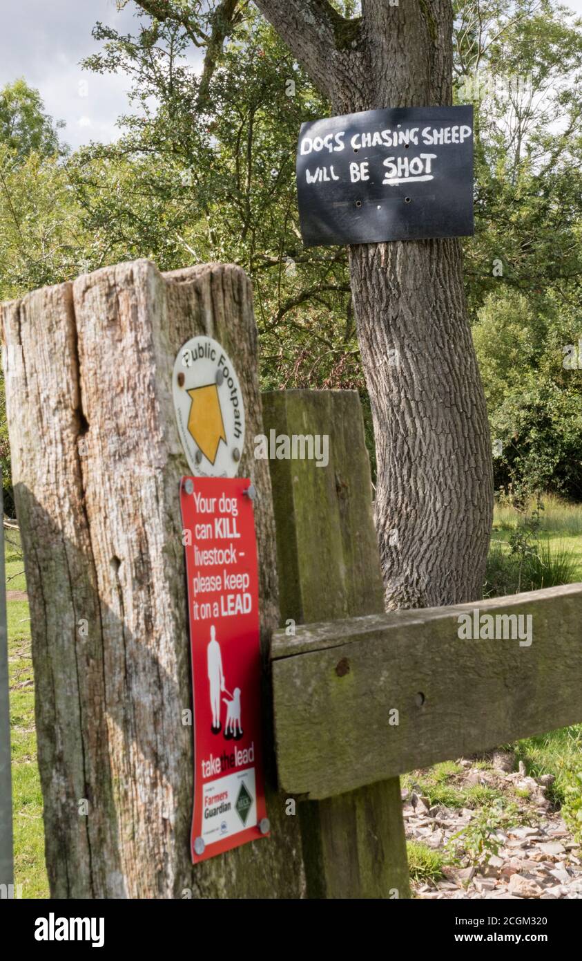 Segnali su un sentiero pubblico che avvertono i cani che inseguono le pecore, Inghilterra, Regno Unito Foto Stock