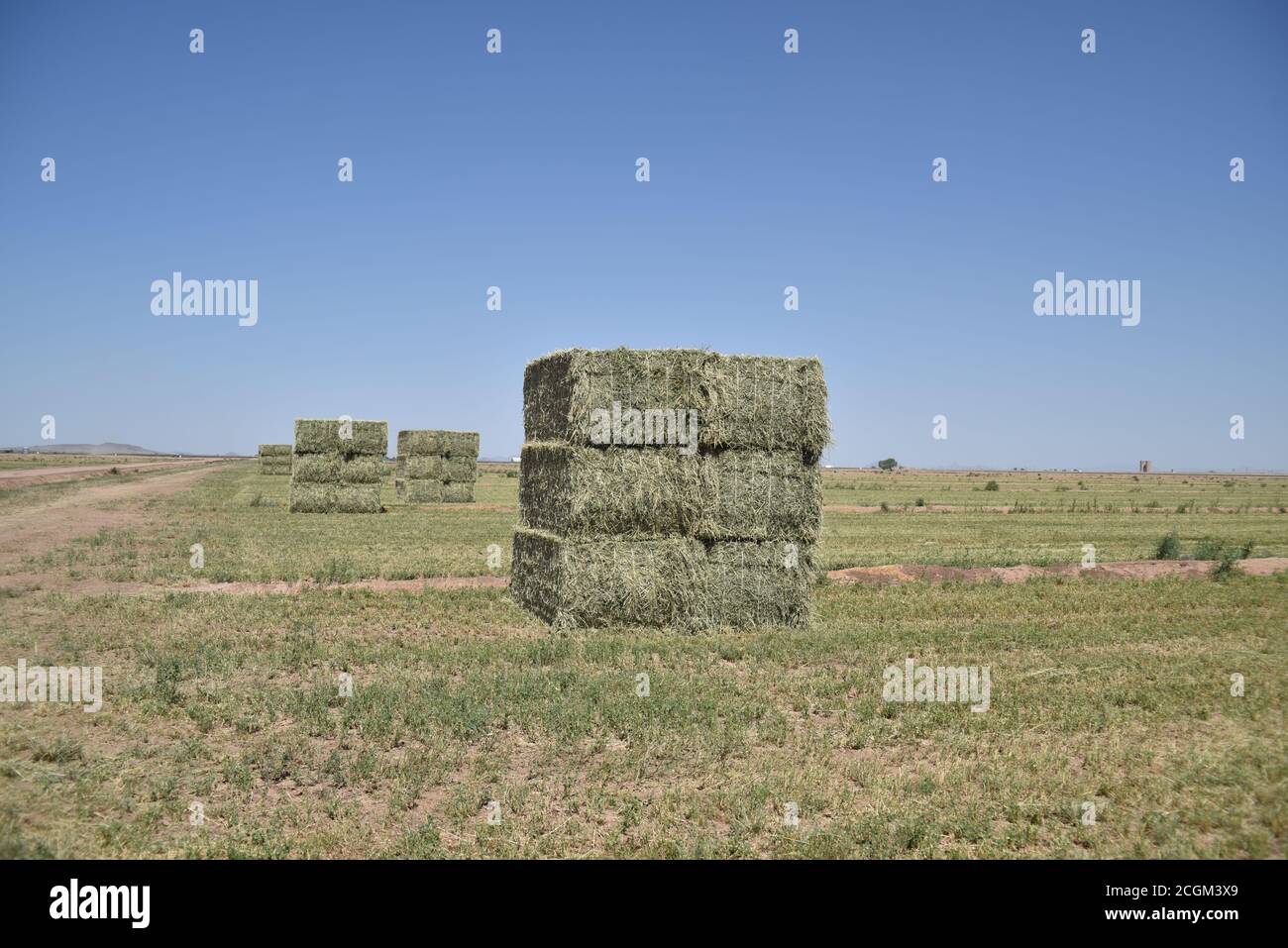 Balle di alfalfa dell'Arizona Foto Stock