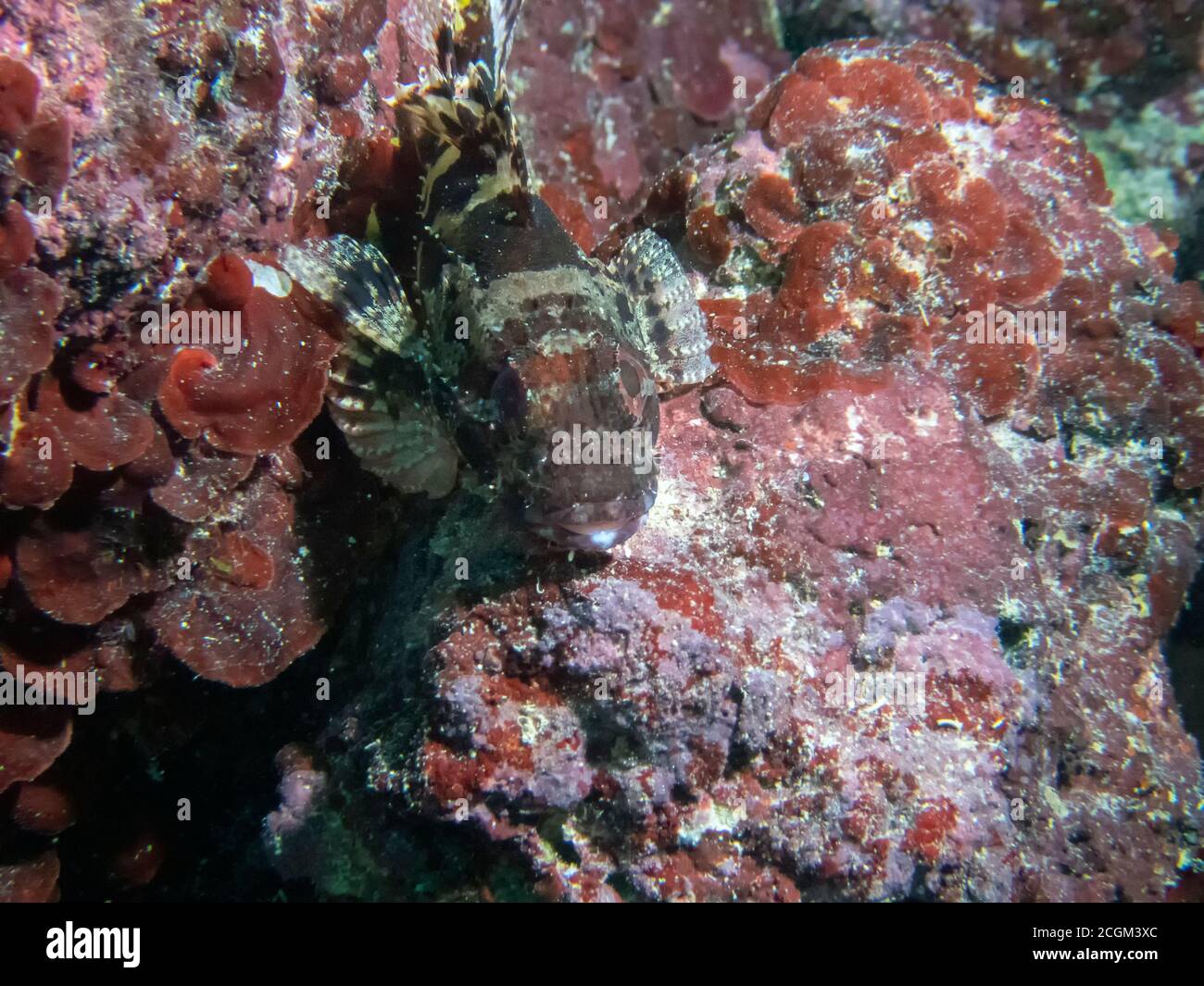 Primo piano di uno scorfano nero (porco Scorpaena) Nel Mar Mediterraneo Foto Stock