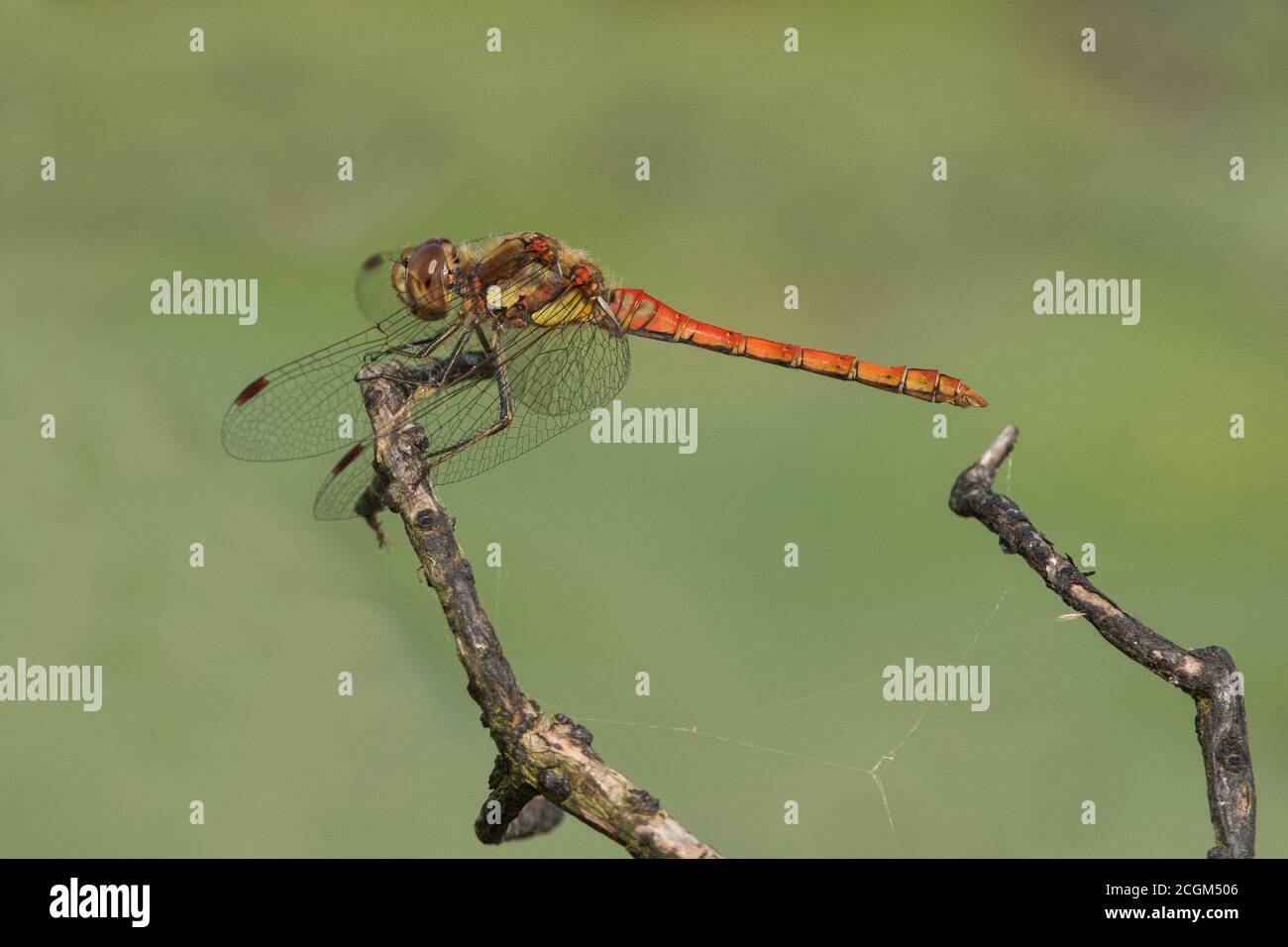 Common Darter Sympetrum striolatum Foto Stock