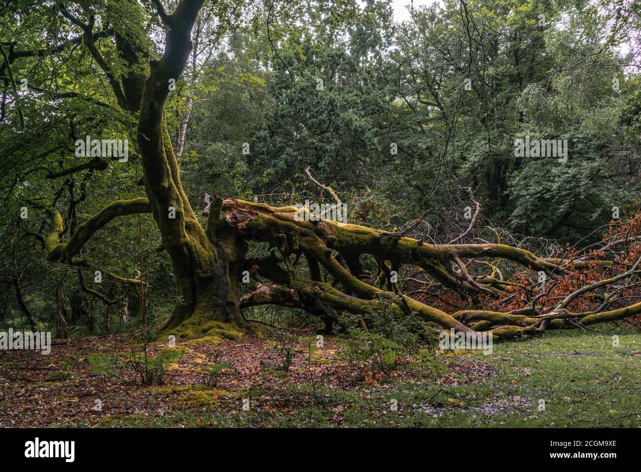 Antico bosco betulla albero metà di cui è rotto e sta decadendo sul terreno nella New Forest, Hampshire, Inghilterra, Regno Unito Foto Stock