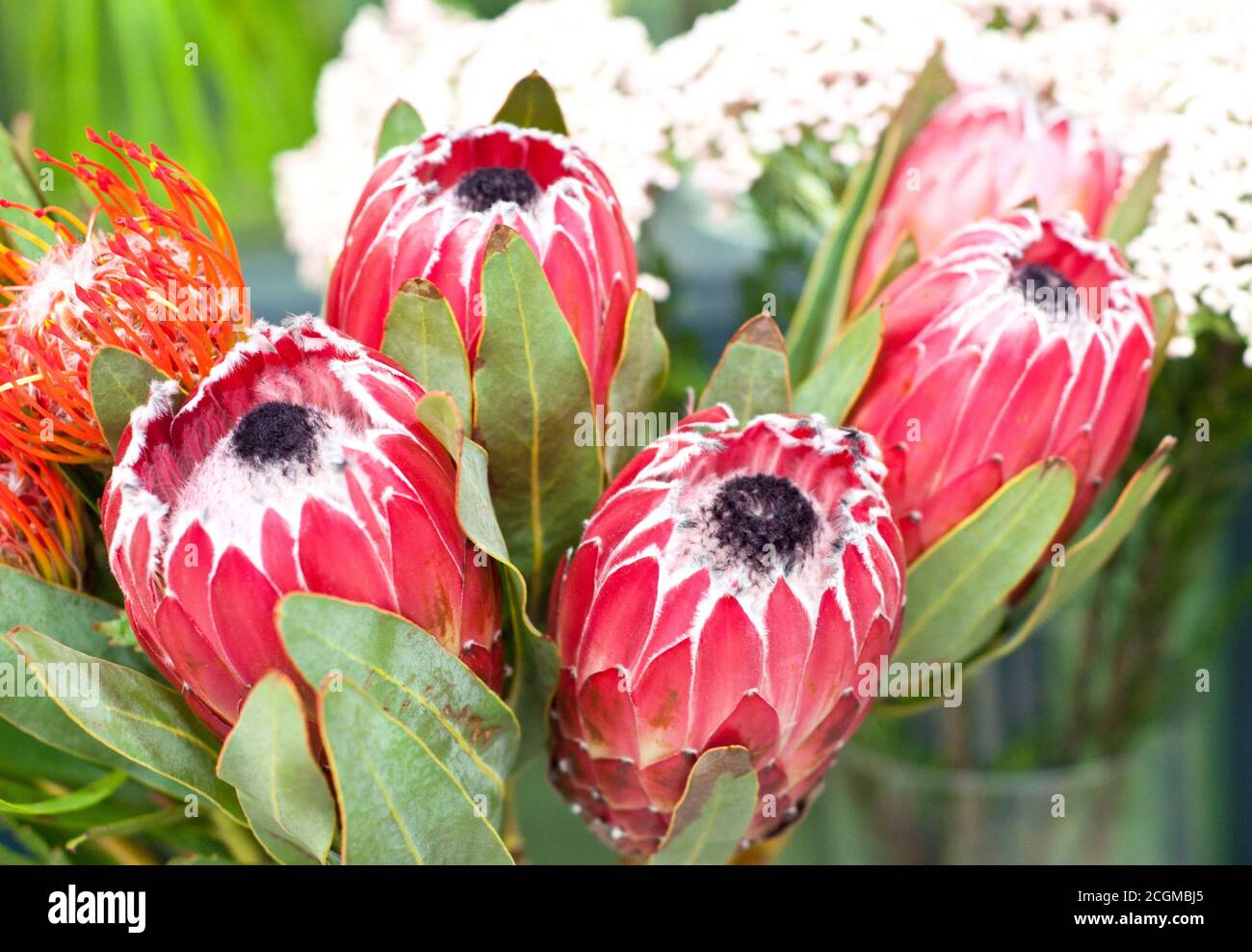 Bel bouquet di fiori rossi protea in un negozio di fiori. Foto Stock