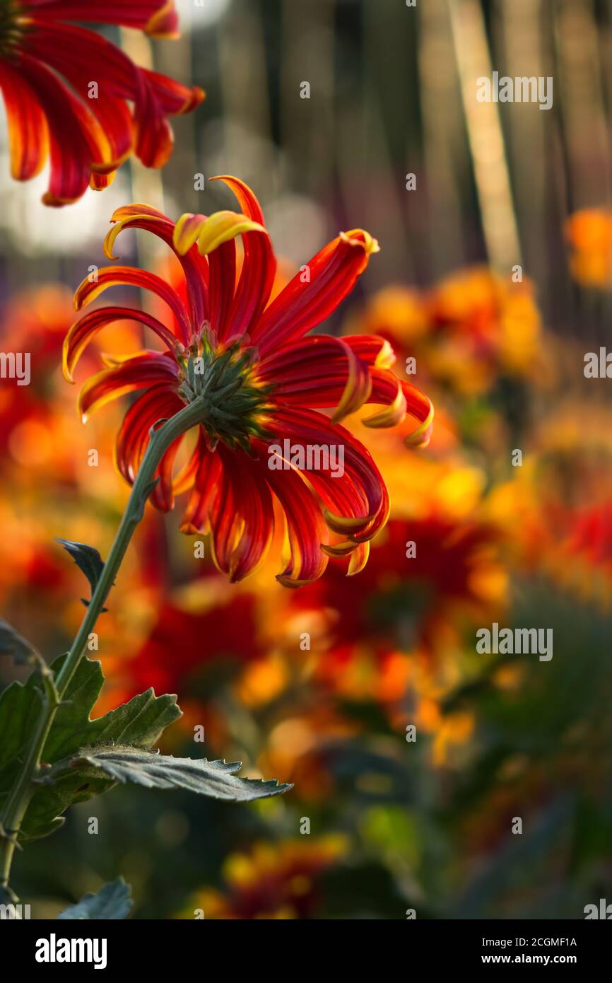 Sfondo di crisantemi rossi e gialli nella calda luce della sera. Bei crisantemi luminosi nel giardino. Prato floreale in fuoco morbido. AUT Foto Stock