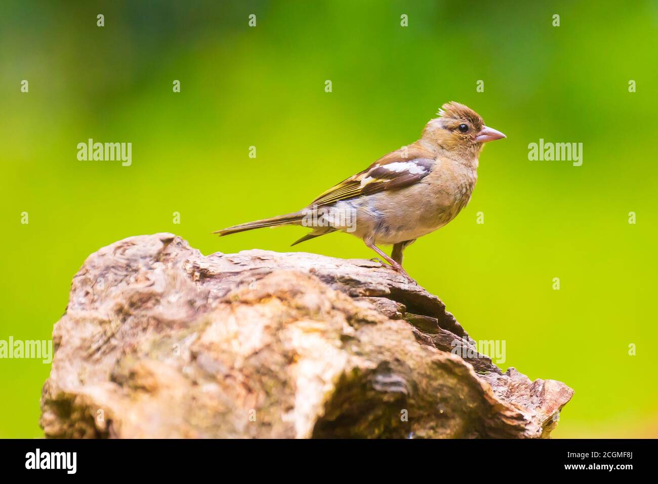 Closeup di un fringuello femmina, fringilla coelebs, arroccato in una foresta Foto Stock