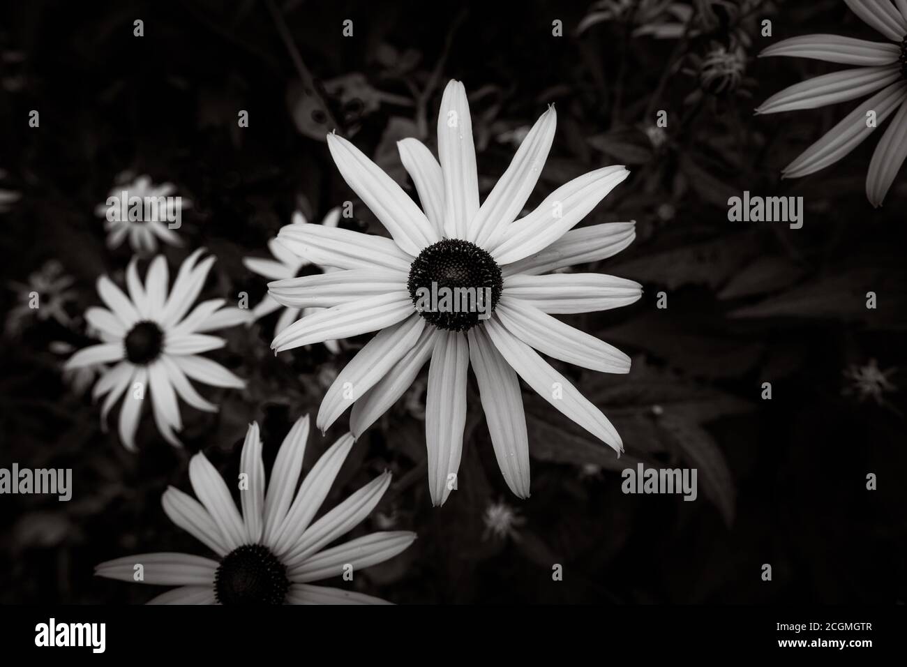 Immagine in bianco e nero di susans dagli occhi neri gialli, Rudbeckia hirta, fiorente in un giardino estivo Foto Stock