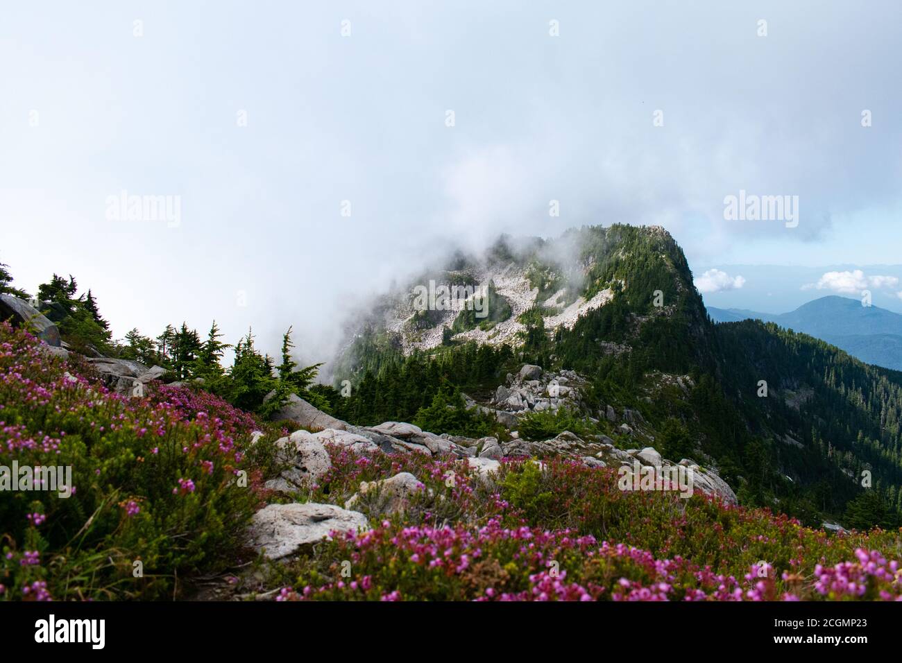 Fiori sulla cima della montagna (il Lions Binkert Trail, BC, Canada) Foto Stock