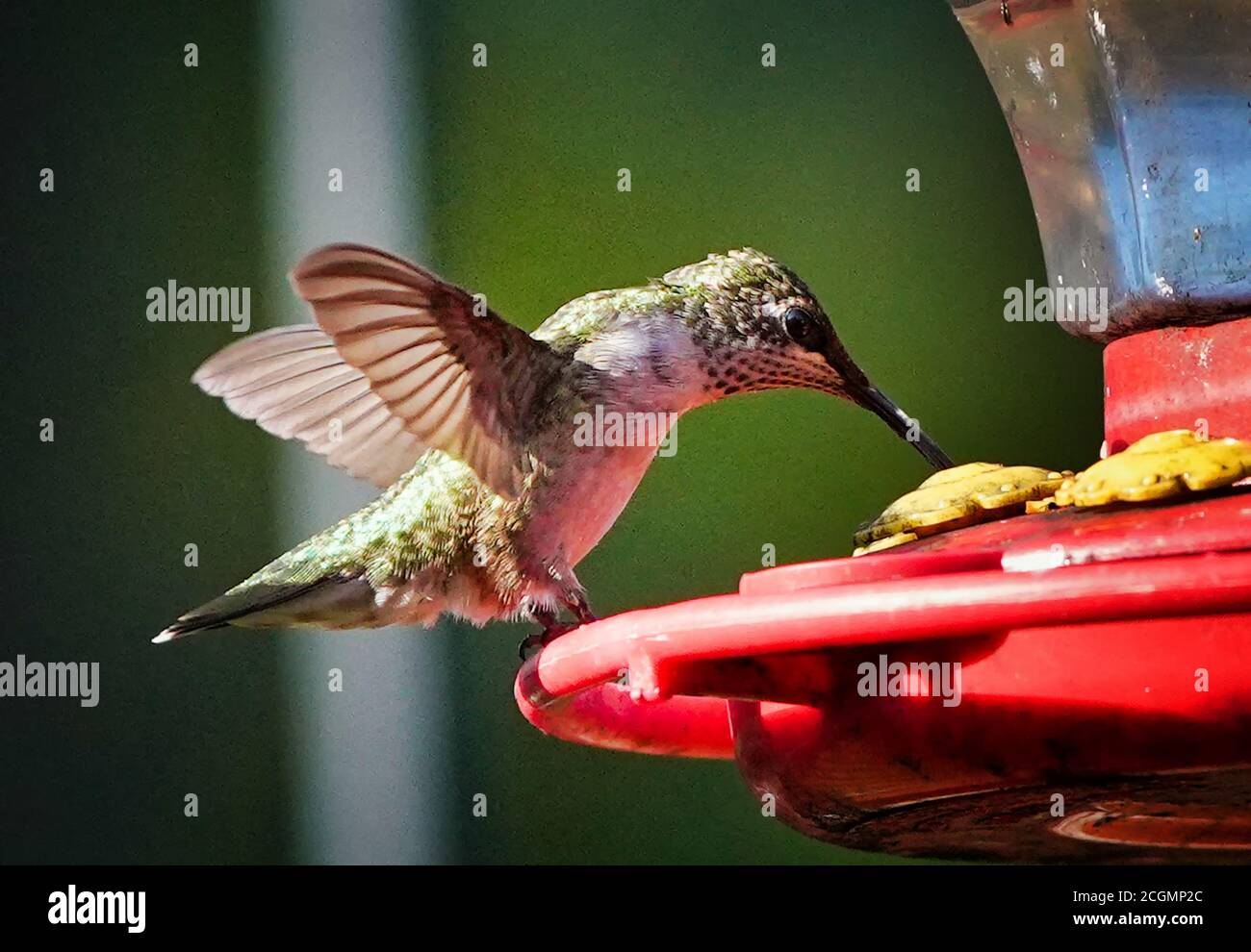 Hummingbird si sposta sopra l'alimentatore Foto Stock