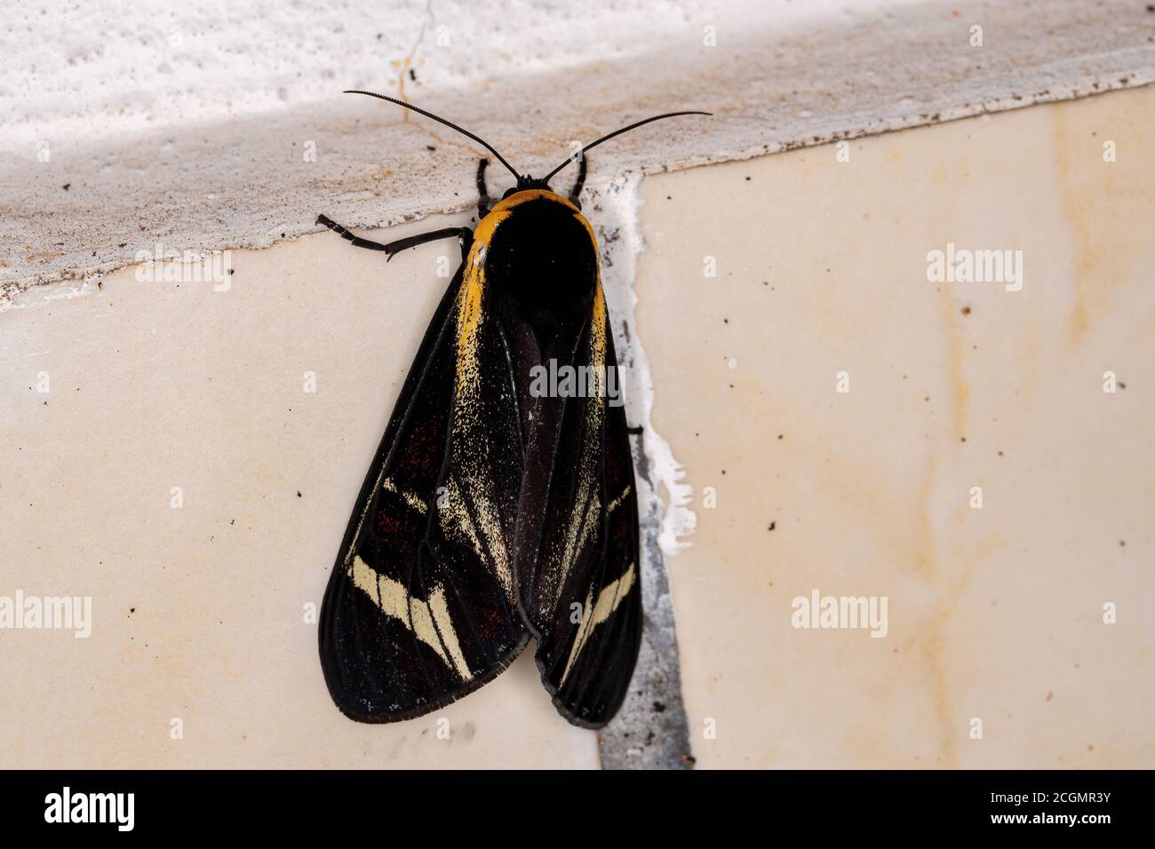 Tiger Moth della Tribe Arctiini Foto Stock