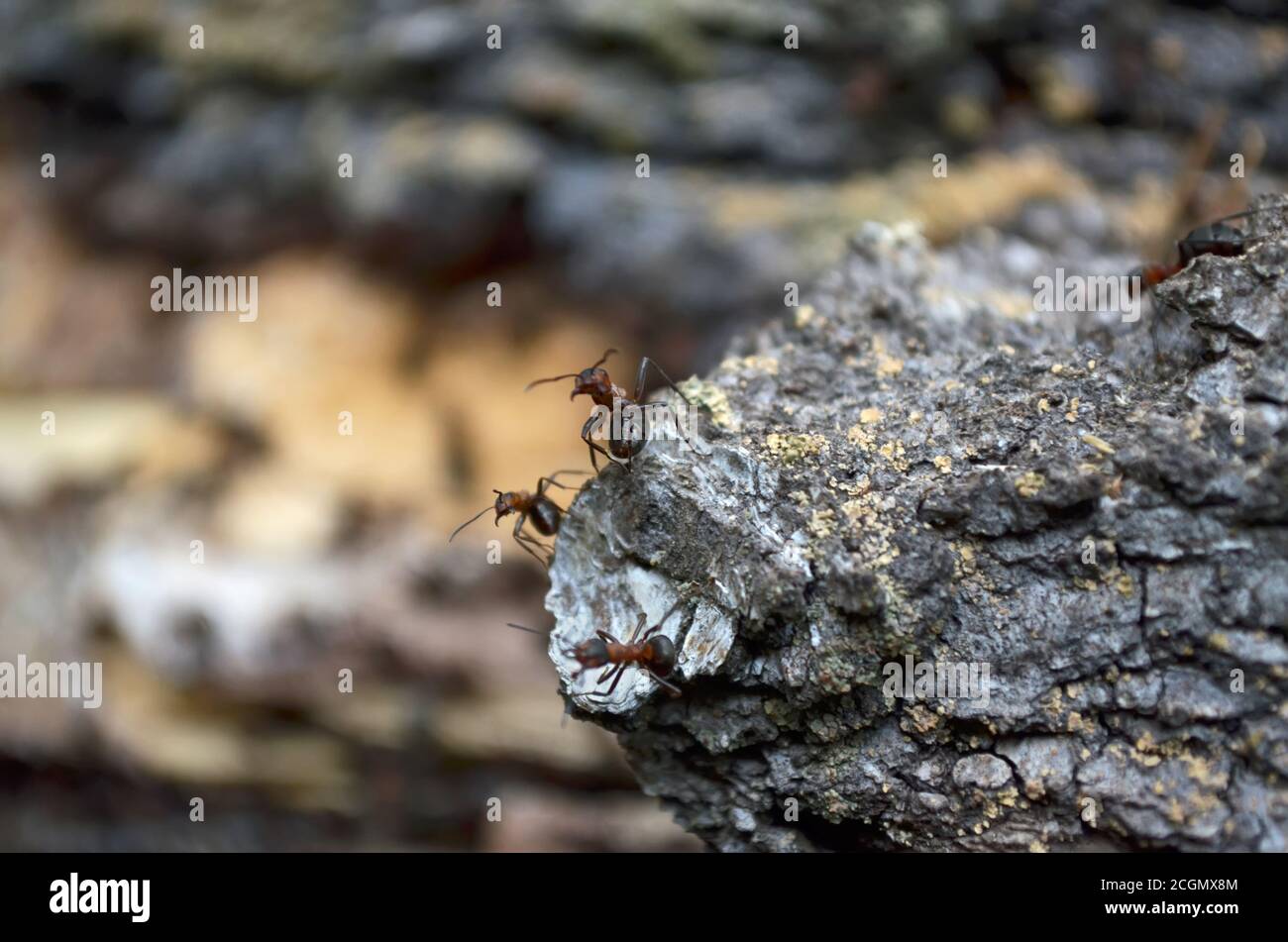 Squadra di formiche di foresta, protegge la loro casa, che è nel vecchio ceppo. Fauna dell'Ucraina. Profondità di campo poco profonda, primo piano. Foto Stock