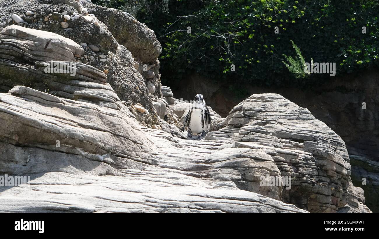 I Penguins africani Foto Stock