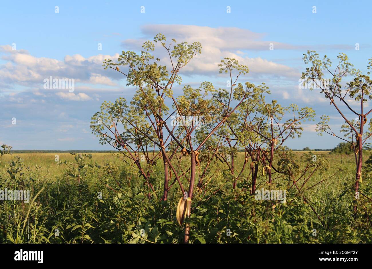 Pianta erbacea grande mucca-pastinaca, alghe, Heracleum. Pianta alta. Foto Stock