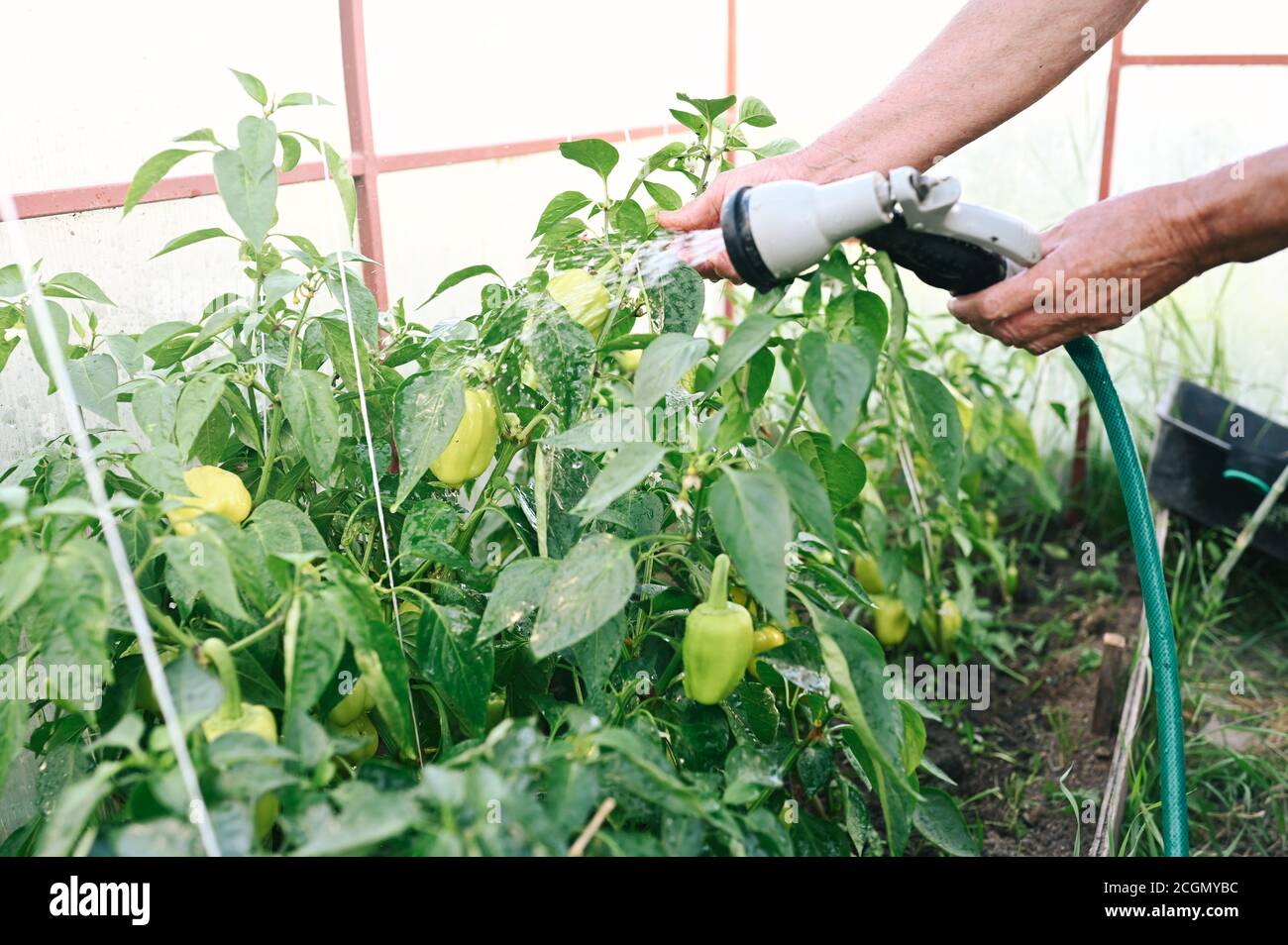 Piante anziane per innaffiatura mani senior con tubo in serra da giardino. Gocce d'acqua sui peperoni non maturi. Agricoltura, giardinaggio, agricoltura, vecchiaia Foto Stock