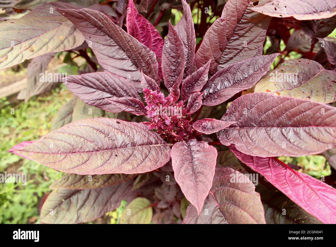 Giardino Orach Atriplex hortensis, amaranto rosso con foglie, fiori, semi. Foto Stock