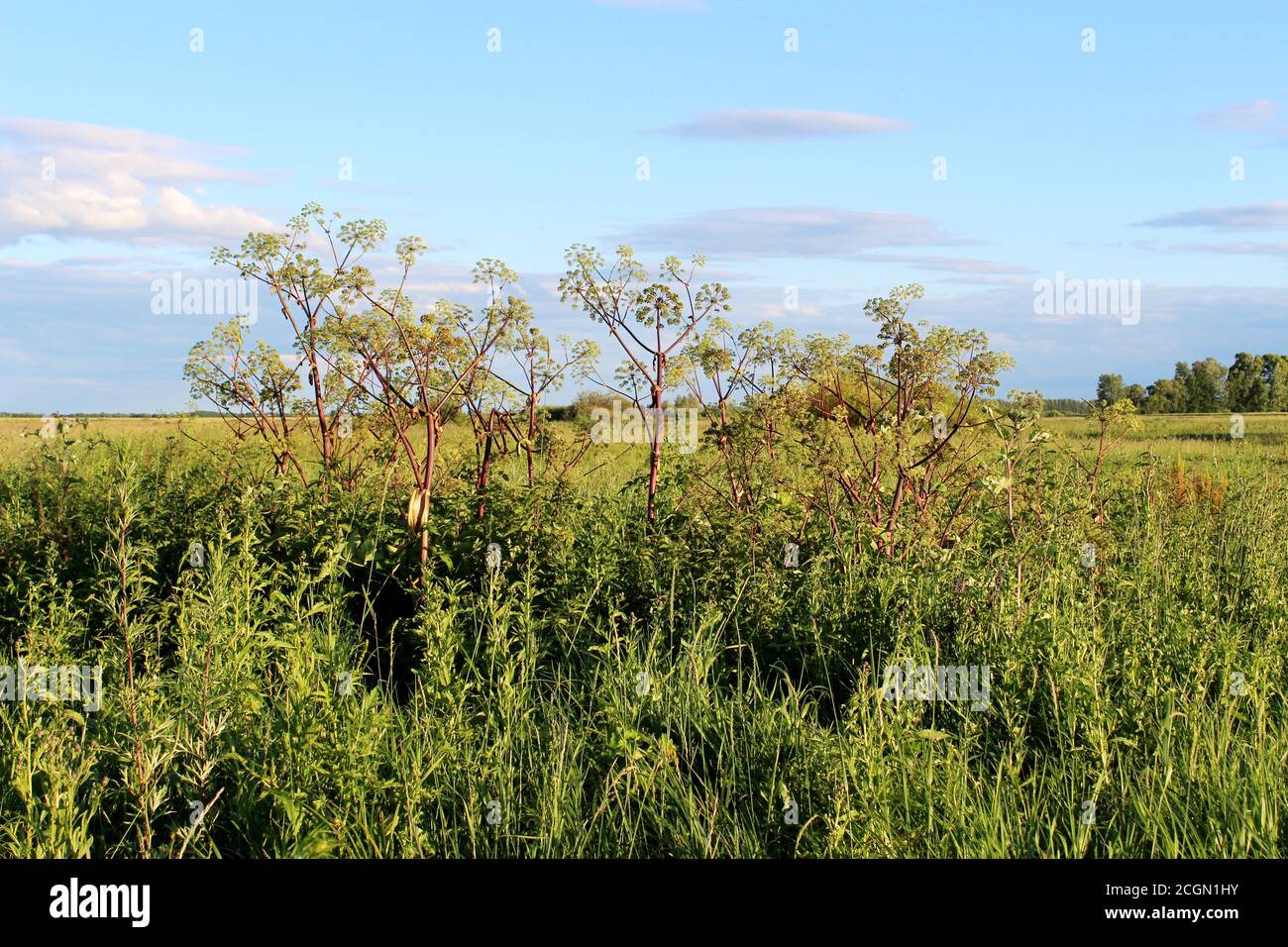 Pianta erbacea grande mucca-pastinaca, alghe, Heracleum. Pianta alta della famiglia ombrello. Foto Stock