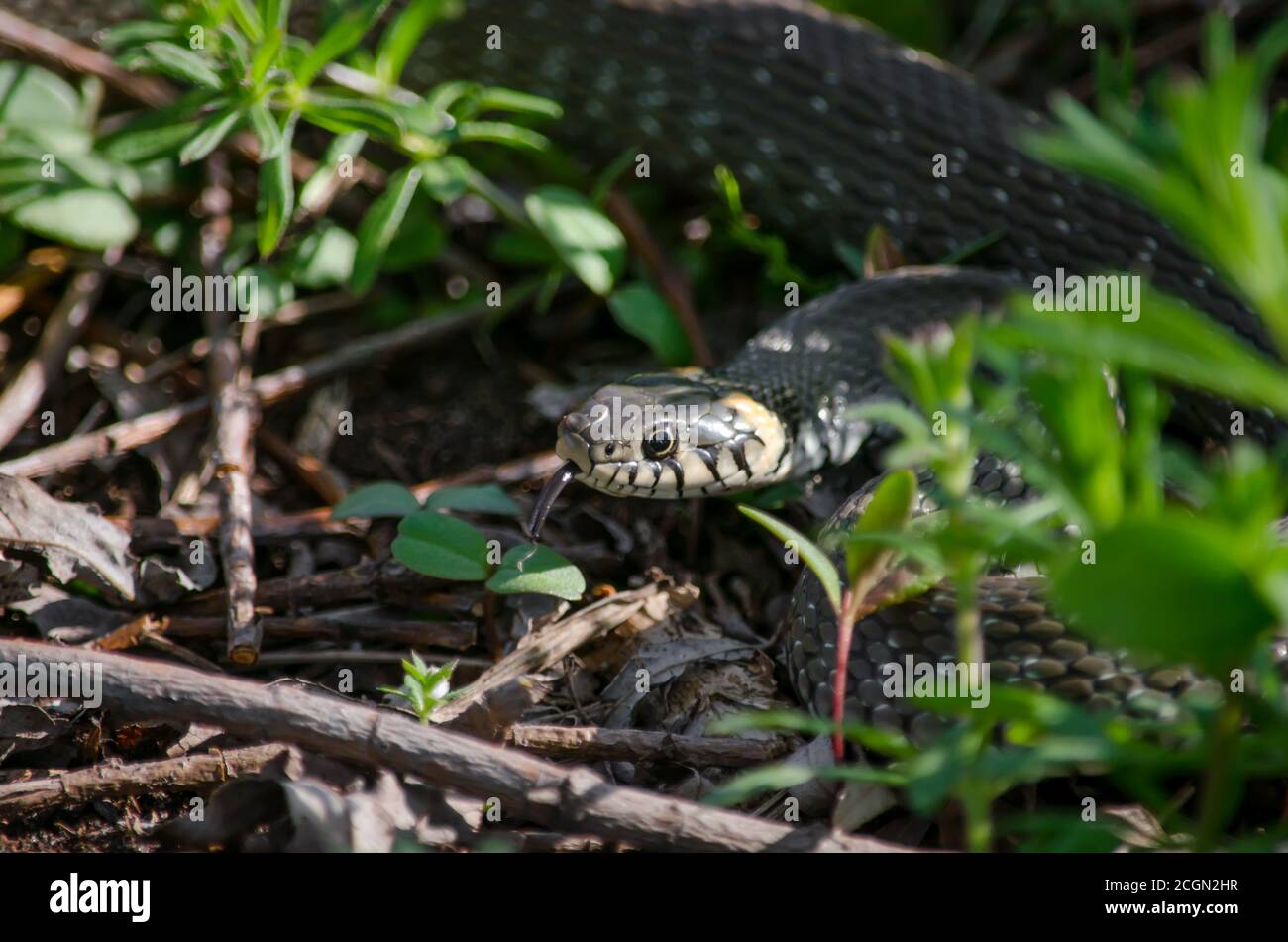 Serpente d'erba che vive in un prato. Fauna dell'Ucraina. Profondità di campo poco profonda, primo piano. Foto Stock