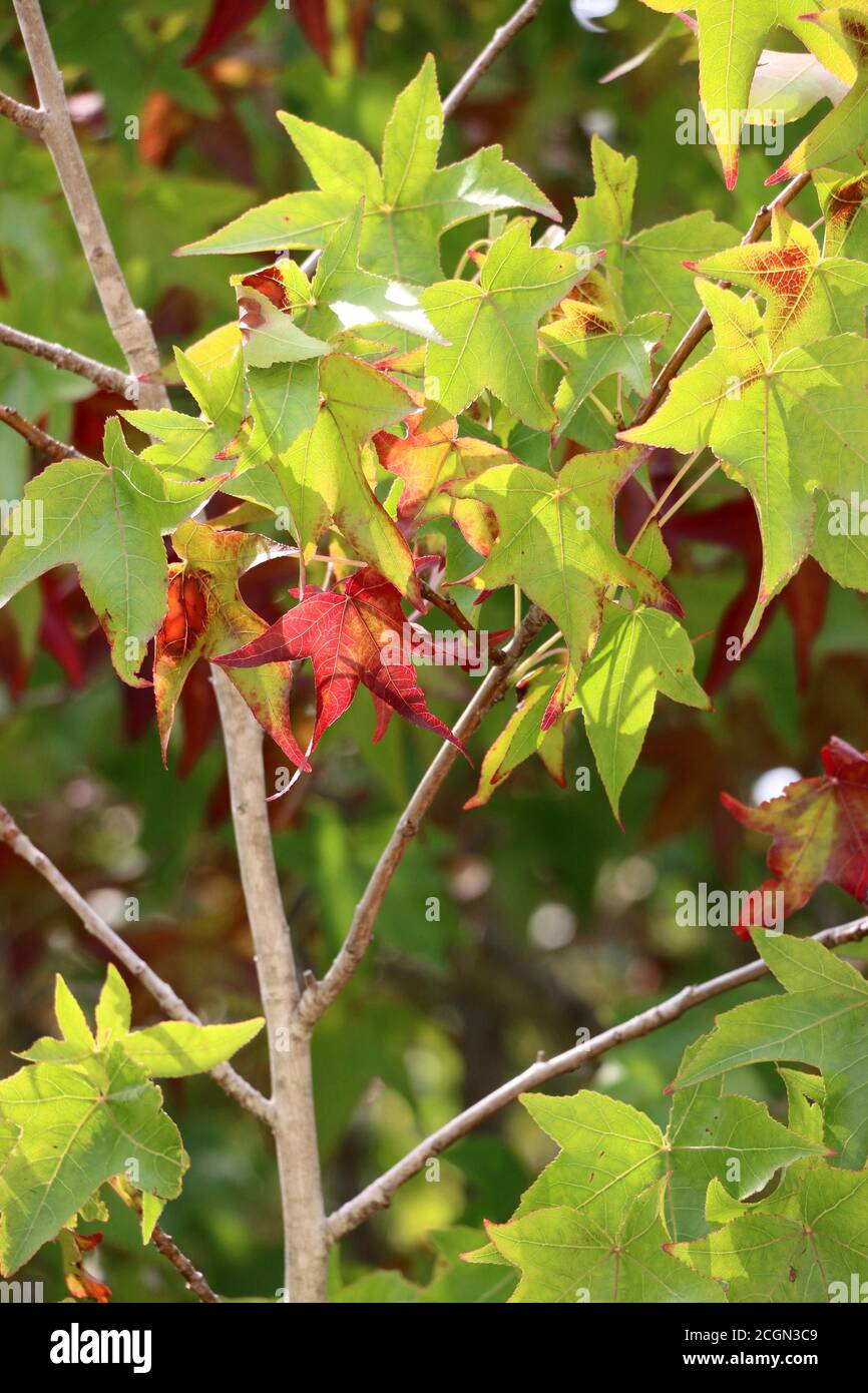 Belle foglie rosse su un albero d'acero all'inizio dell'autunno, California settentrionale. Foto Stock