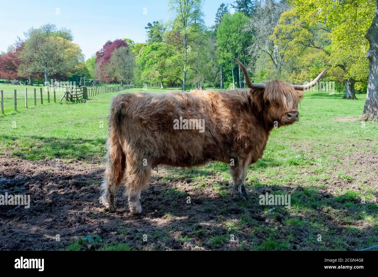 Shaggy Scottish Highland bestiame in un campo di erba. Foto Stock