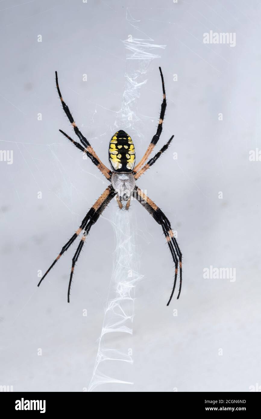 Garden Spider, Pennsylvania, Stati Uniti Foto Stock