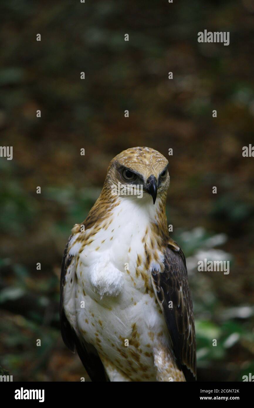 primo piano di giovane aquila falco crestata; con testa marrone, corpo bianco, ali nere, guardando curiosamente la fotocamera come si trova sul ramo in wilpattu nationa Foto Stock