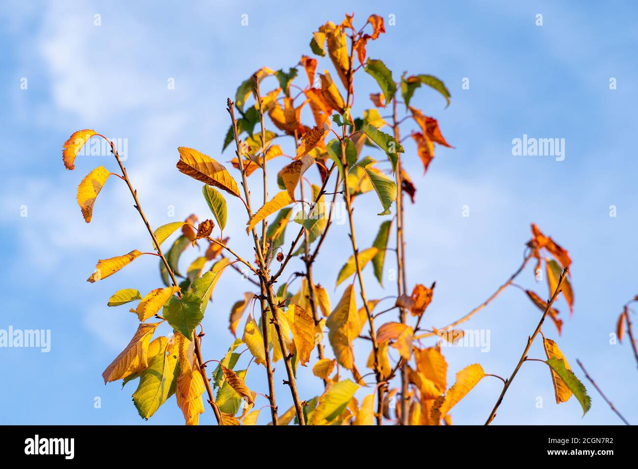 Foglie d'autunno sull'albero in giornata soleggiata e ventosa. Cielo blu luminoso sullo sfondo. Stagione autunnale in primo piano. L'autunno lascia in dettaglio contro il cielo blu. Foto Stock