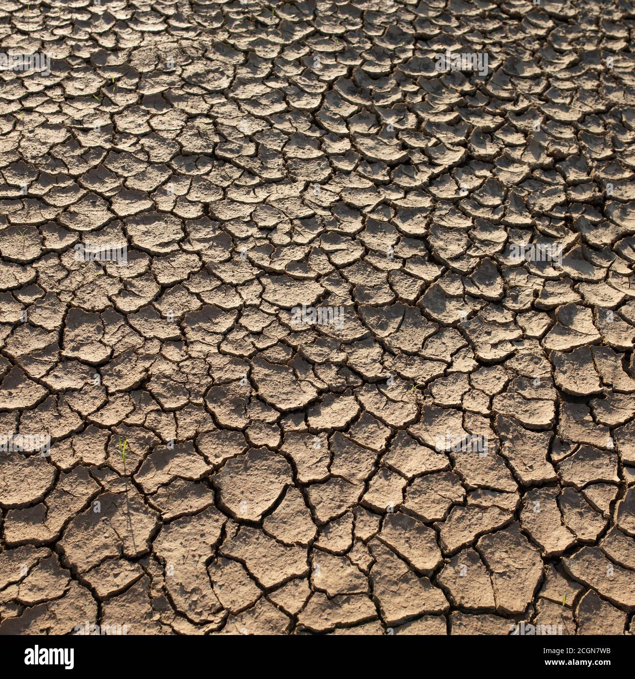 Deserto secco incrinato. La carenza globale di acqua sul pianeta. Riscaldamento globale e effetto serra concetto. Foto Stock