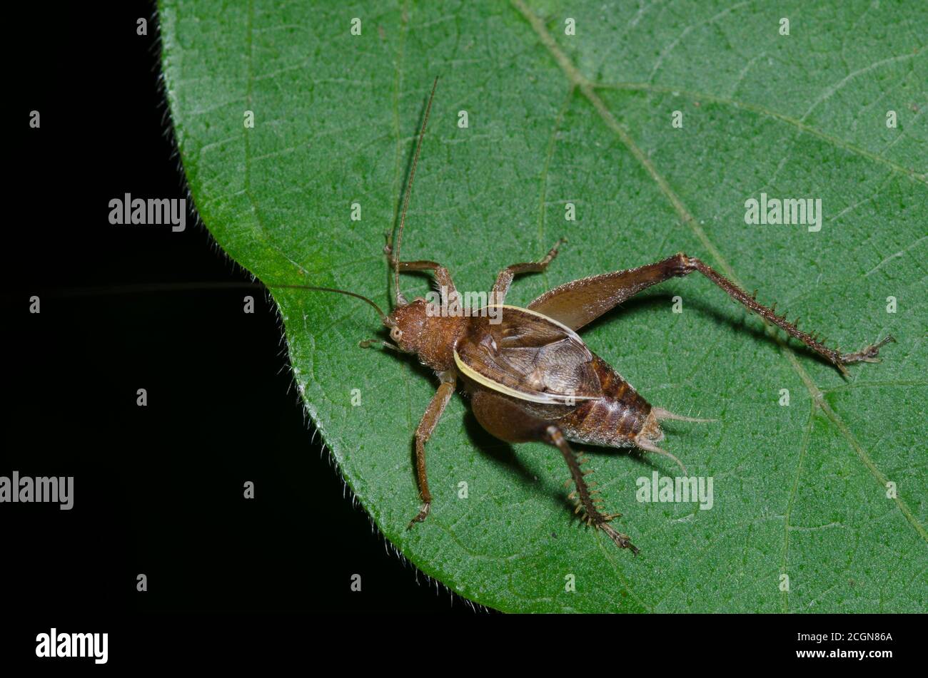 Ritless Bush Cricket, agitatore Hapithus, maschio Foto Stock