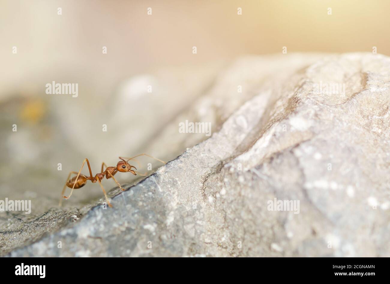 Red ant,Weaver formiche (Oecophylla smaragdina) Foto Stock