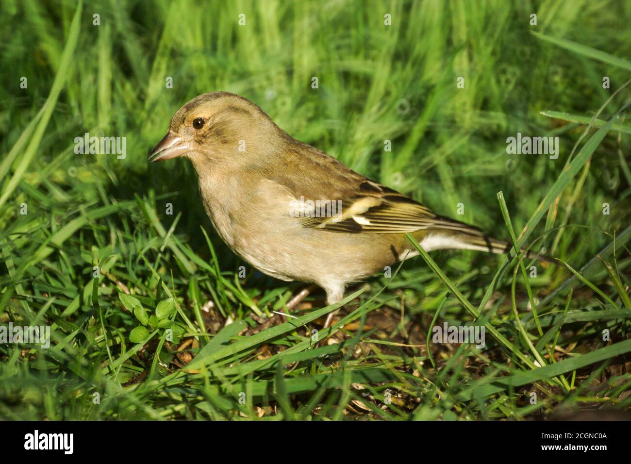 Chaffinch 'Fringilla coelebs' una femmina all'inizio della primavera. Foto Stock