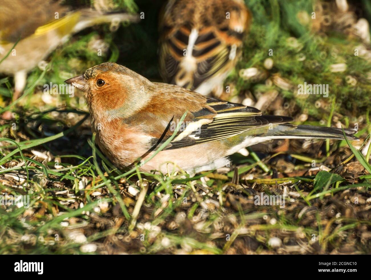 Chaffinch 'Fringilla coelebs' UN maschio in inverno Foto Stock