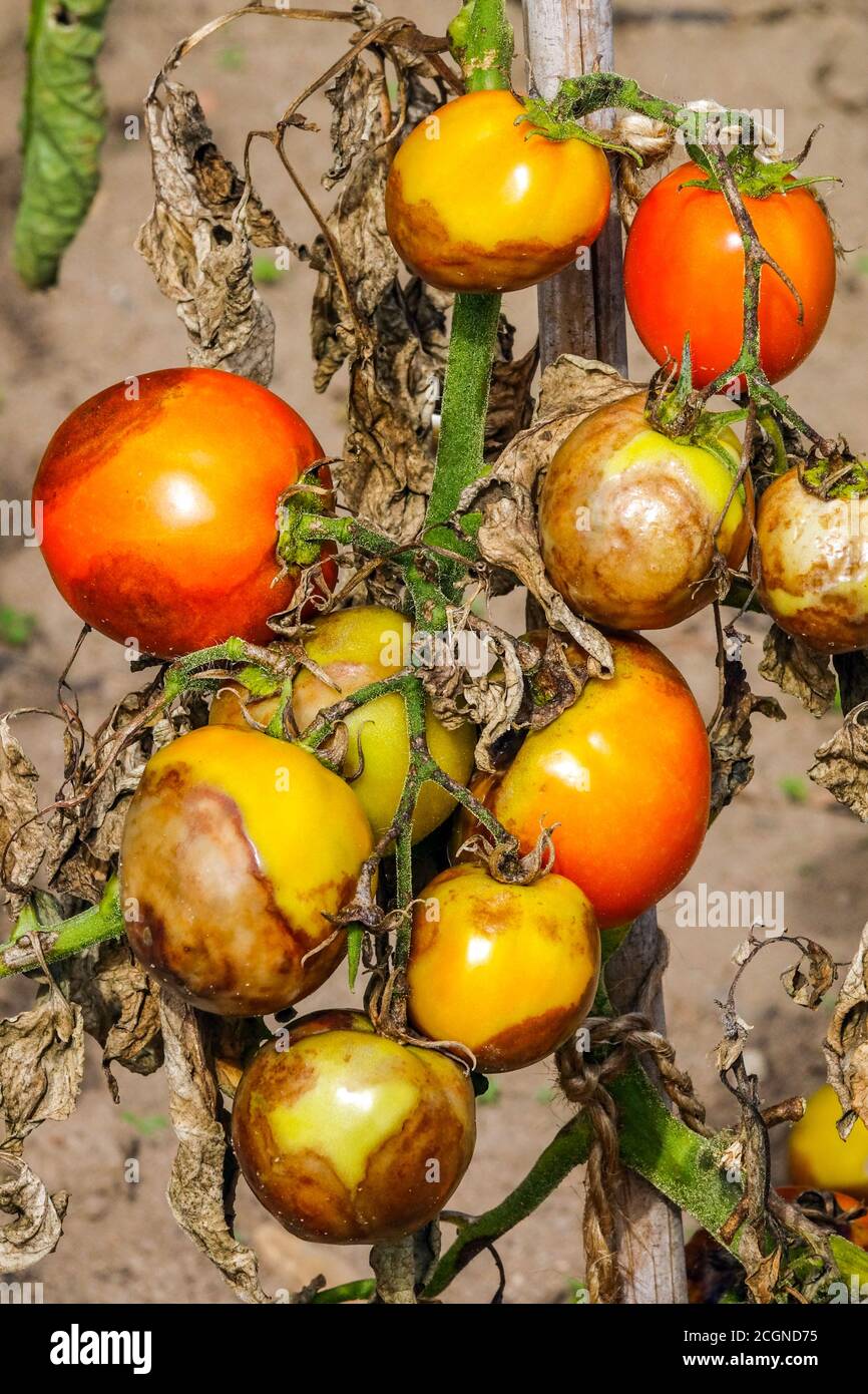 La malattia della pianta del pomodoro è conosciuta come la luce tardiva o la luce della patata. Pomodori non maturi infettati con la muffa di Phytophthora infestans di blight Foto Stock