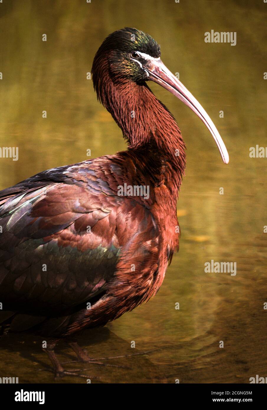 Ibis lucido "Plegadis falcinellus' Foto Stock