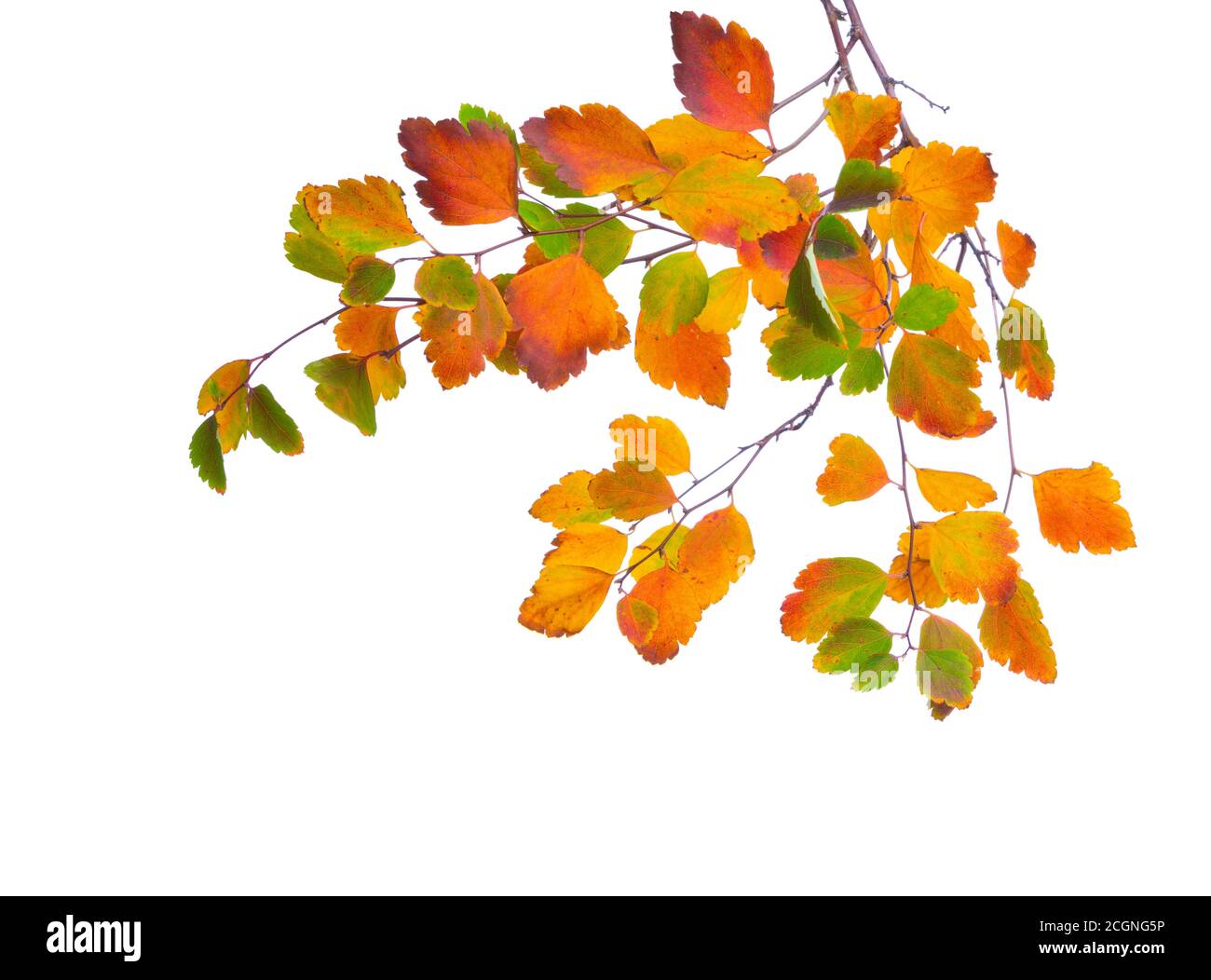 Rami autunnali con piccole foglie multicolore, isolati su sfondo bianco. Spiraea Vanhouttei Foto Stock