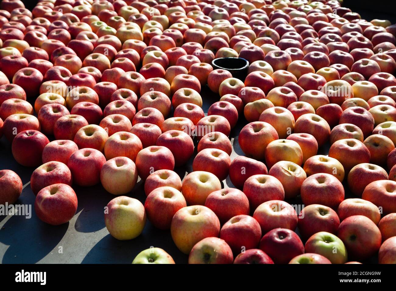 Molte mele in lavorazione industriale all'aperto Foto Stock