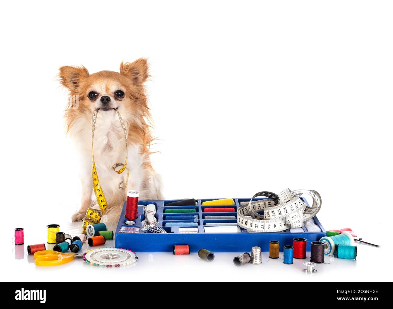 Accessori per cucire e piccolo cane di fronte a sfondo bianco Foto Stock