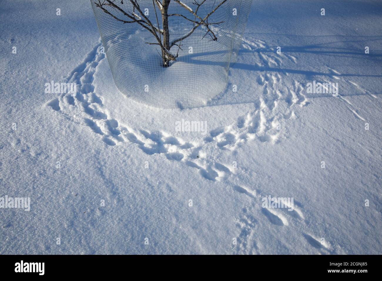 La lepre europea ( Lepus europaeus ) è stata cerchiando l'albero di mela e il buco di ricerca dalla rete di filo per andare e mangiare la corteccia dell'albero a Winter , Finlandia Foto Stock