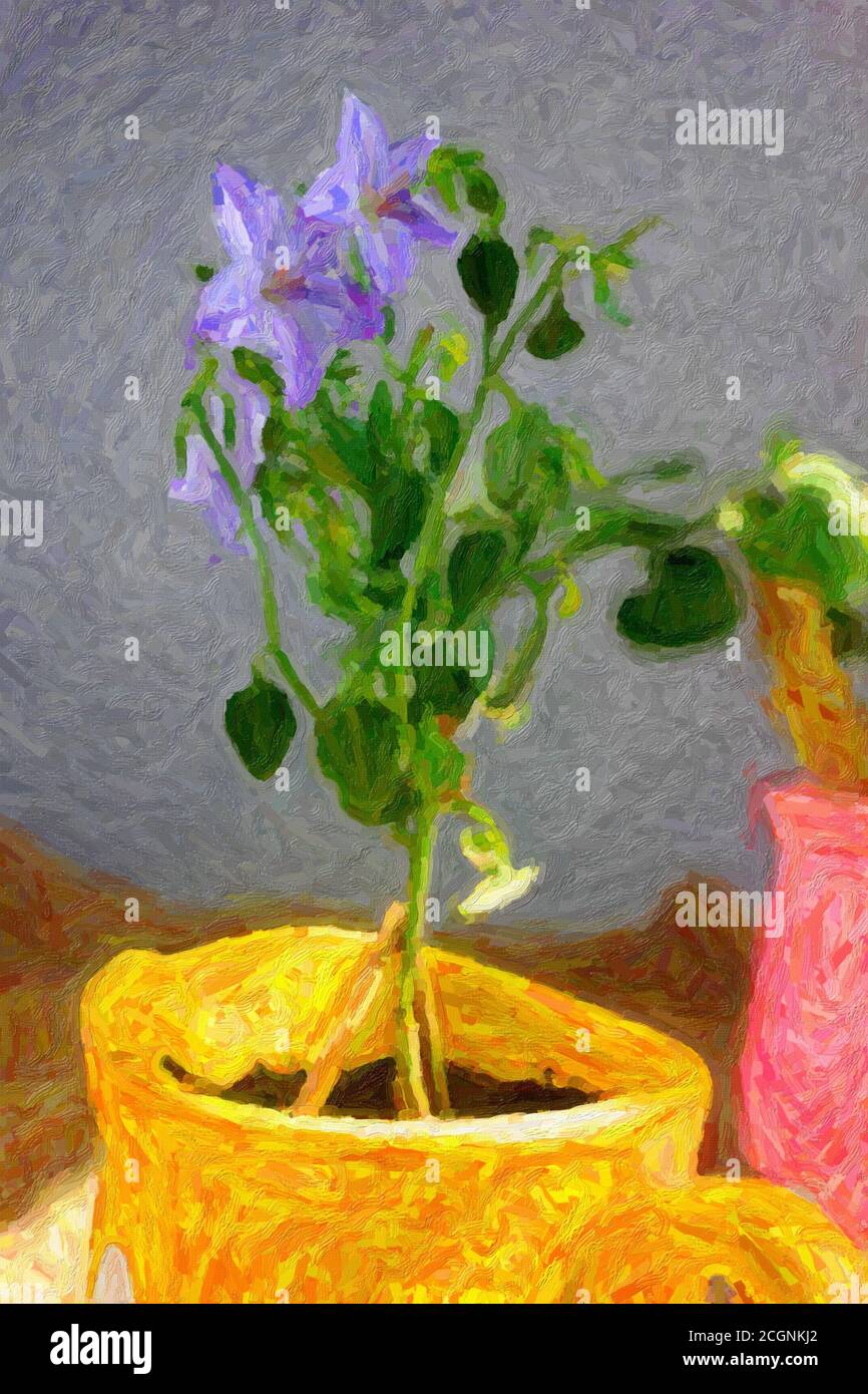 Illustrazione dell'isofilla campanula blu in vaso di fiori giallo Foto Stock