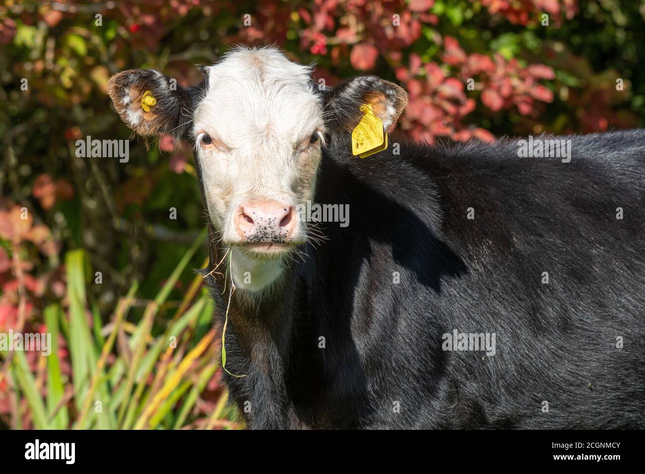 Un ritratto ravvicinato di un giovane vitello con un corpo nero e un volto bianco che si affacciano direttamente sulla fotocamera. Ha l'erba dalla sua bocca e le etichette gialle dell'orecchio Foto Stock