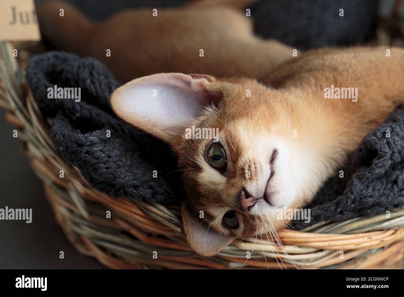 Studio Ritratto della giovane Abissiniana Kitten che si rilassa nel suo gatto cestino Foto Stock