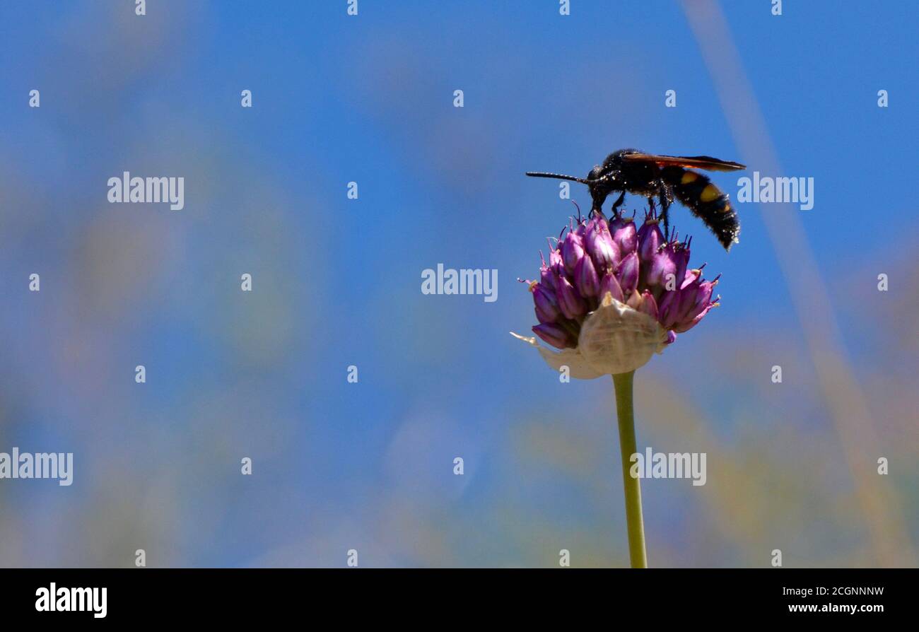 La vespa di mammut maschile si nutre di un fiore viola Foto Stock