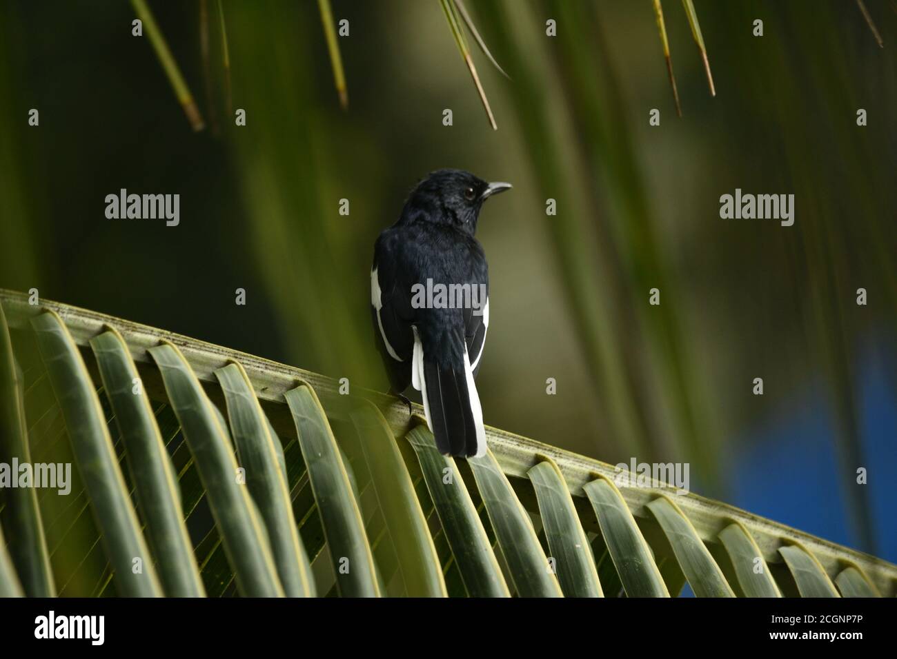 ORIENTAL MAGPIE ROBIN CHE CHIAMA AL SUO COMPAGNO NELLA STAGIONE DELLE PIOGGE, FORSE PER L'ALLEVAMENTO Foto Stock ORIENTAL MAGPIE ROBIN CHE CHIAMA AL SUO COMPAGNO NELLA STAGIONE DELLE PIOGGE, FORSE PER L'ALLEVAMENTO Foto Stock