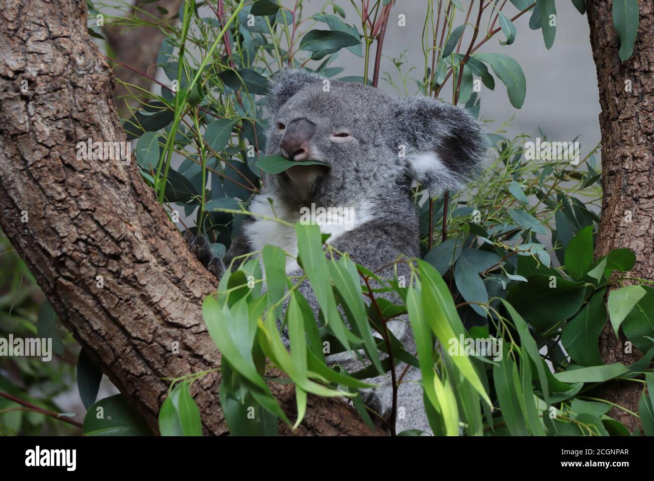 Orso Koala seduto su un albero che mangia foglie di eucalipto Foto Stock