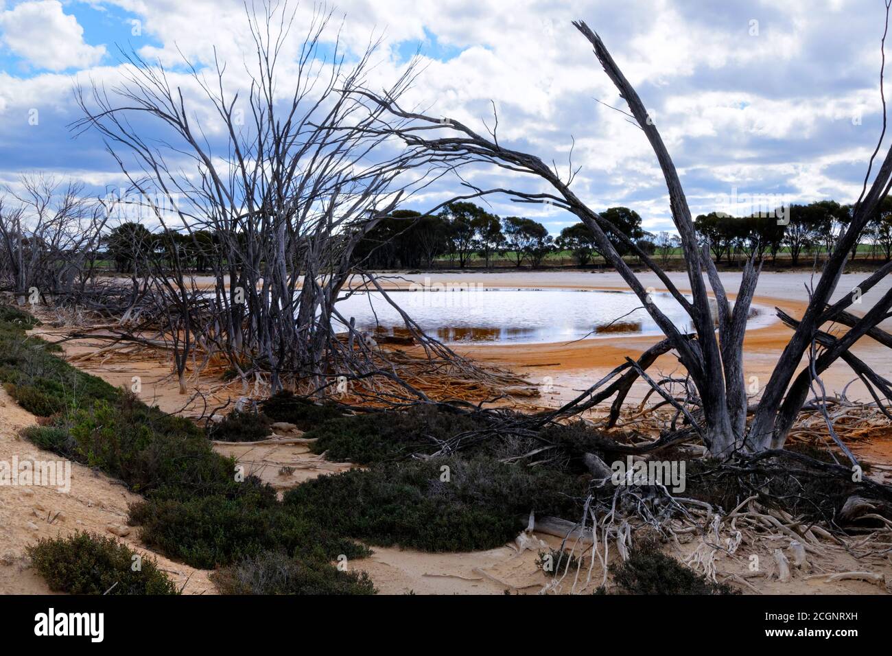 Salt Lake con alberi morti, Salmon Gums, Australia Occidentale Foto Stock