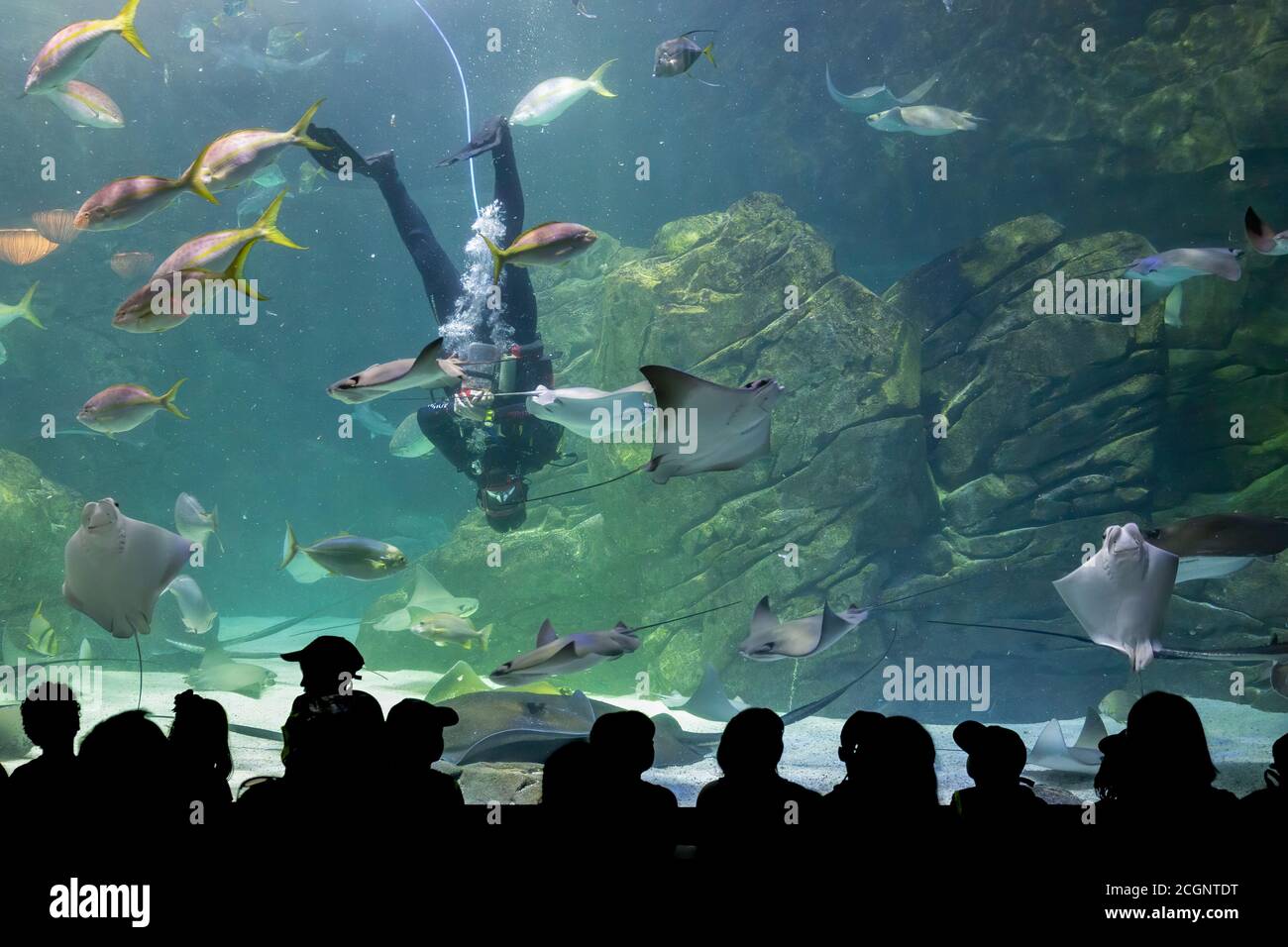 Toronto, Canada - Agosto 20 2018: Turisti silhouetted che guardano un subacqueo durante uno spettacolo acquatico al Ripley's Aquarium, Toronto, Canada Foto Stock