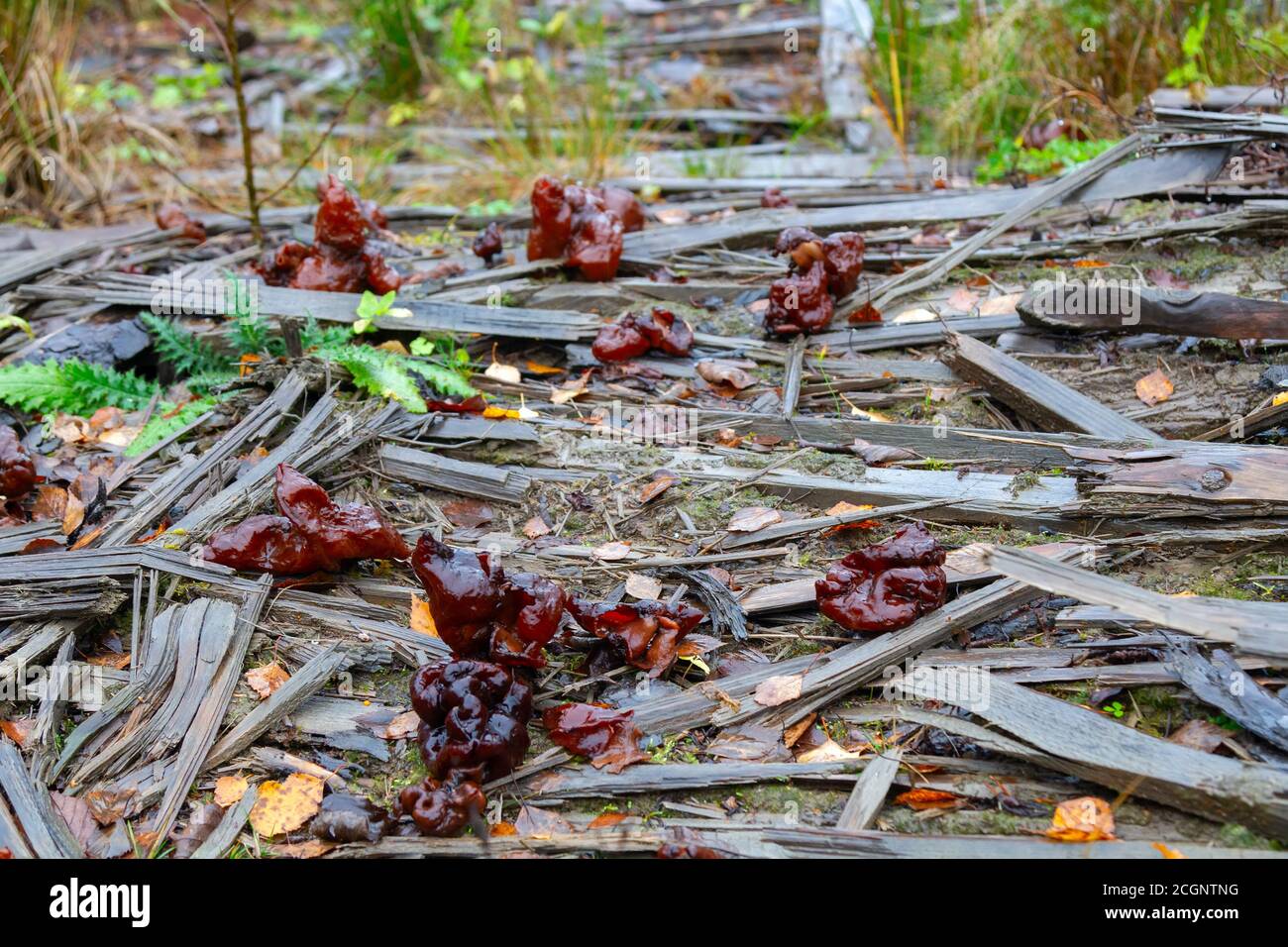 Morel, giromitra autunnale (Gyromitra infula). Funghi in autunno tardo piovoso nella taiga su una vecchia strada bagnata. Altamente velenoso, ma in Europa orientale Foto Stock