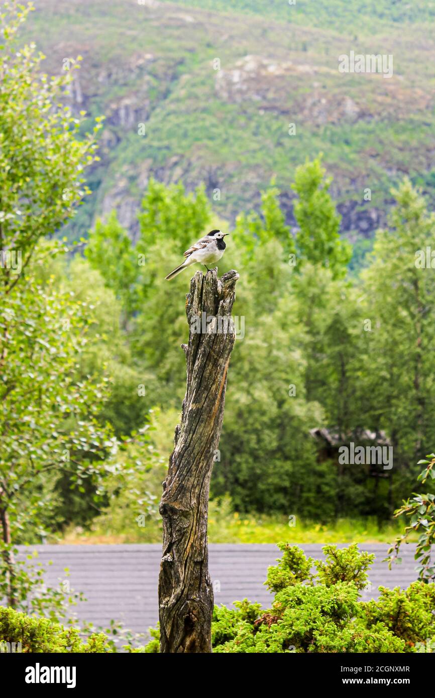 Piccolo wagtail grigio di songbird su legno di tronchi in Hemsedal, Norvegia. Foto Stock