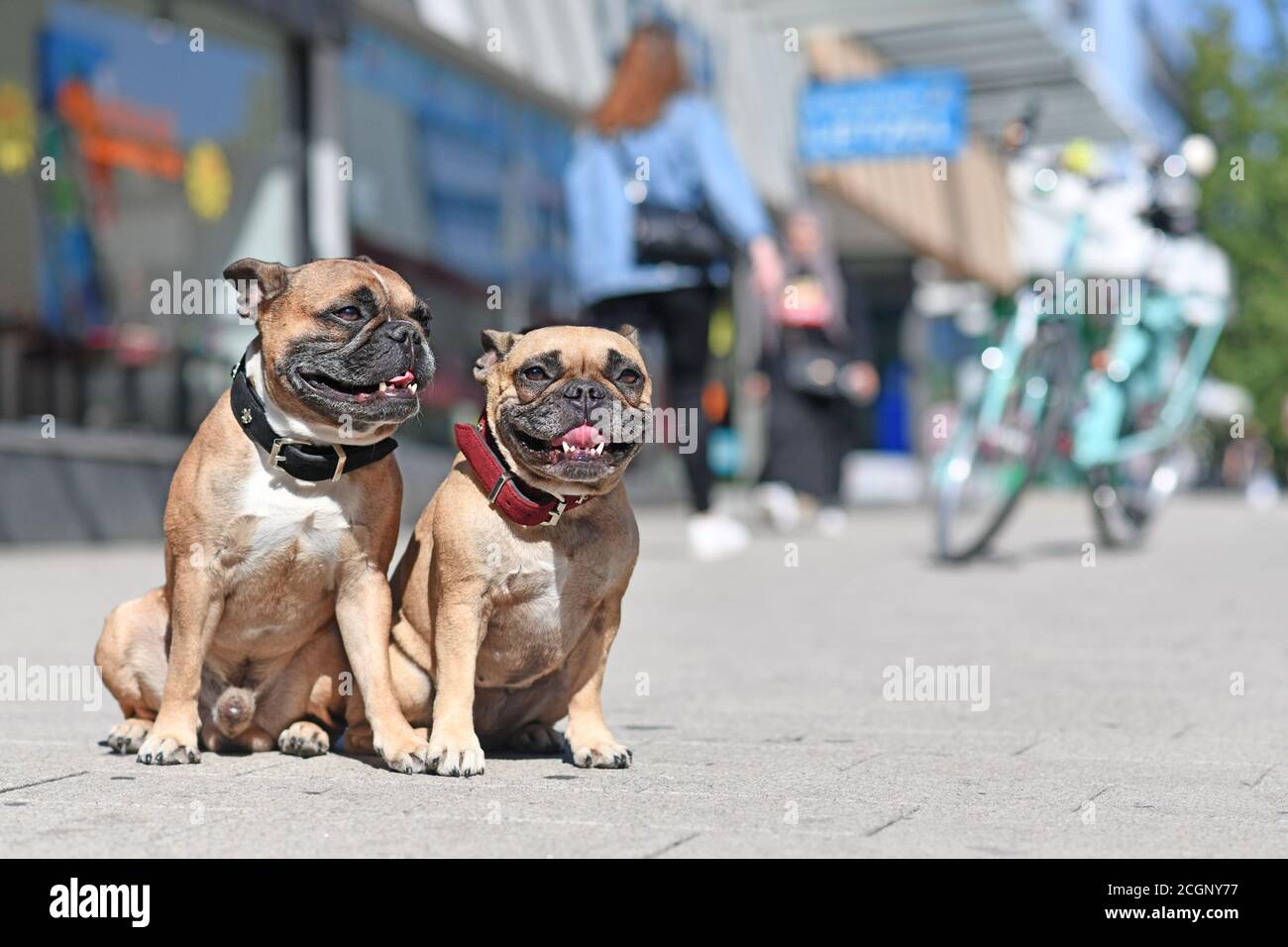 Coppia di cani Bulldog francesi ben educati senza guinzaglio seduto in città strada in giornata di sole Foto Stock